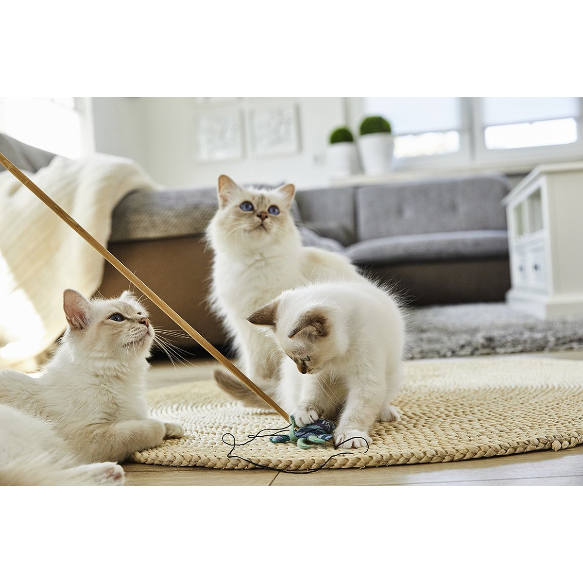 Katzenspass Spielzeug mit Baldrian Bild 11