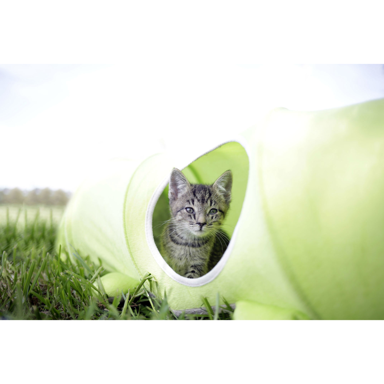 Katzentunnel Raupe Bild 2