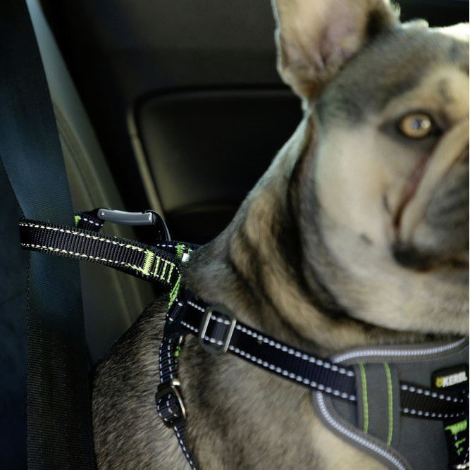 Auto Sicherheitsgeschrirr für Hunde Bild 4