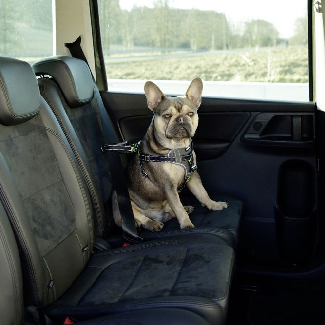 Auto Sicherheitsgeschrirr für Hunde Bild 6