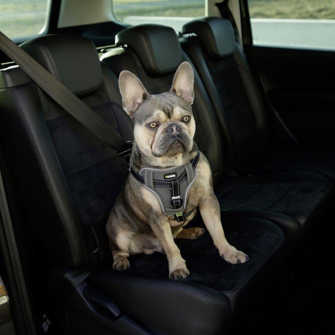Auto Sicherheitsgeschrirr für Hunde Bild 5