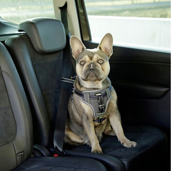 Auto Sicherheitsgeschrirr für Hunde Bild 2