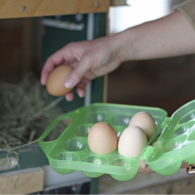 Eier Aufbewahrung Bild 2