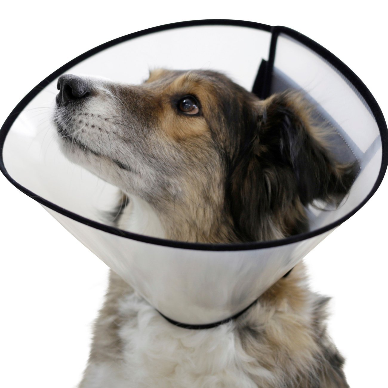 Halskrause für Hunde Bild 4