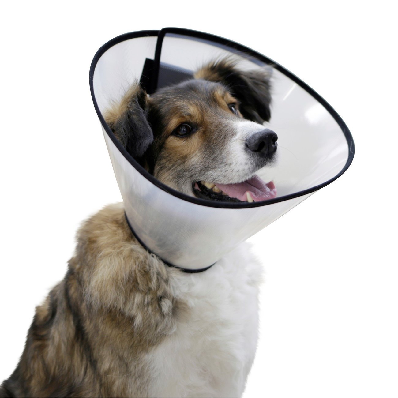 Halskrause für Hunde Bild 5