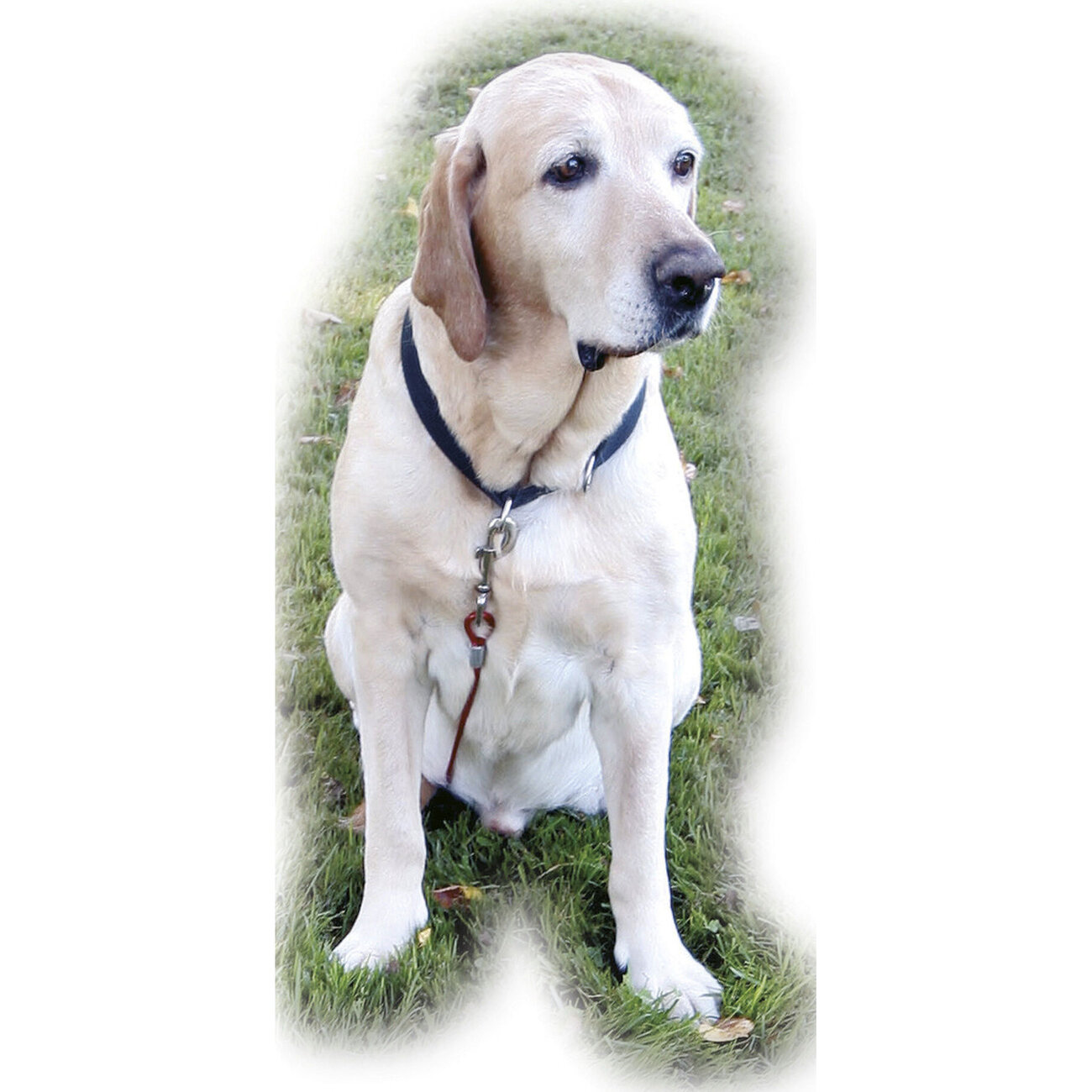 Hunde Gartenleine, Laufleine Set Bild 3