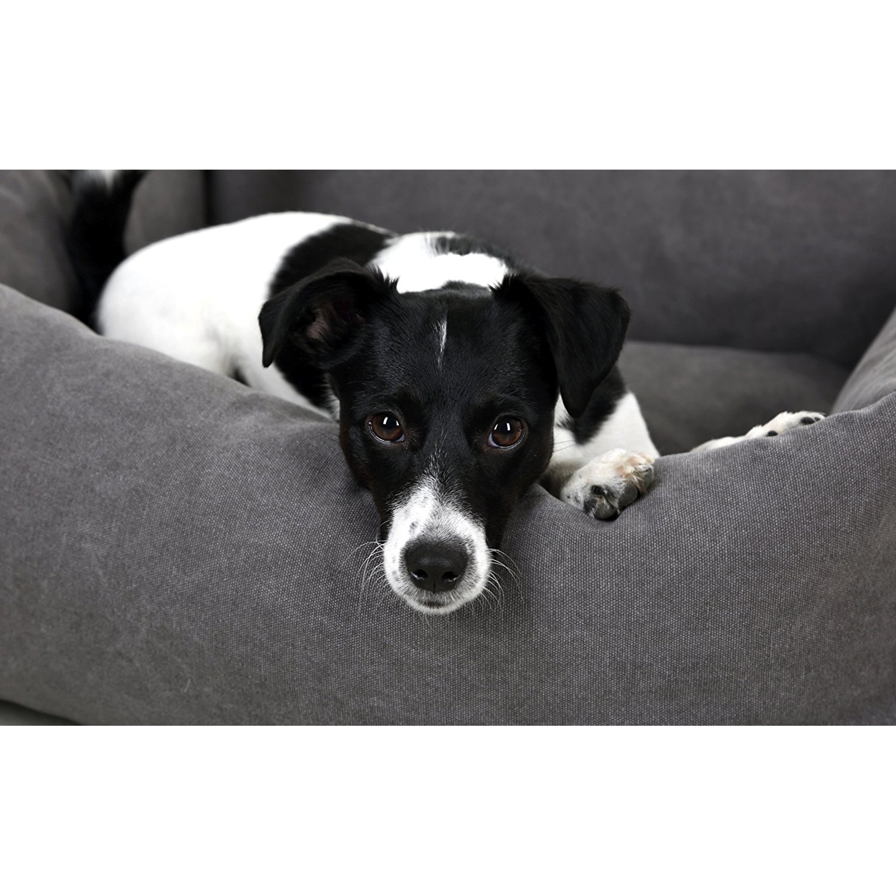 Kerbl Hundebett Lucca grau Bild 3