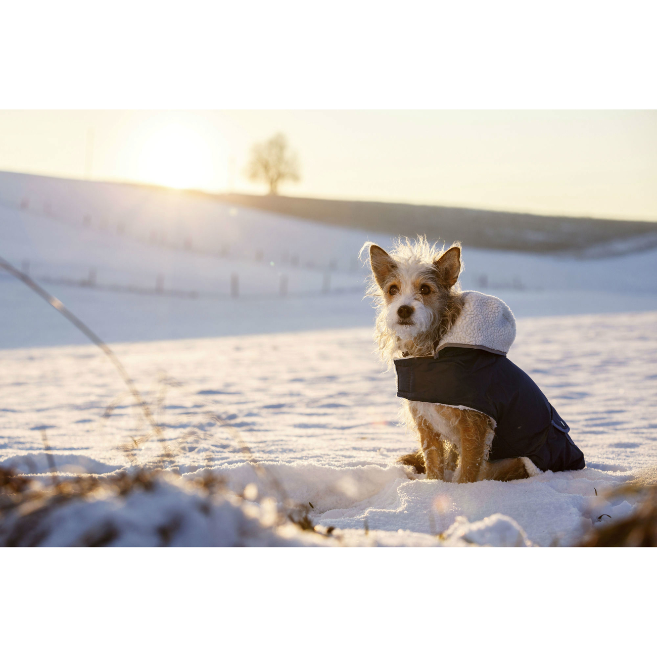 Kerbl Hundemantel TEDDY Bild 4