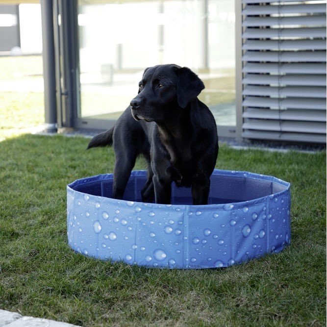 Hundepool Bubble Bild 2