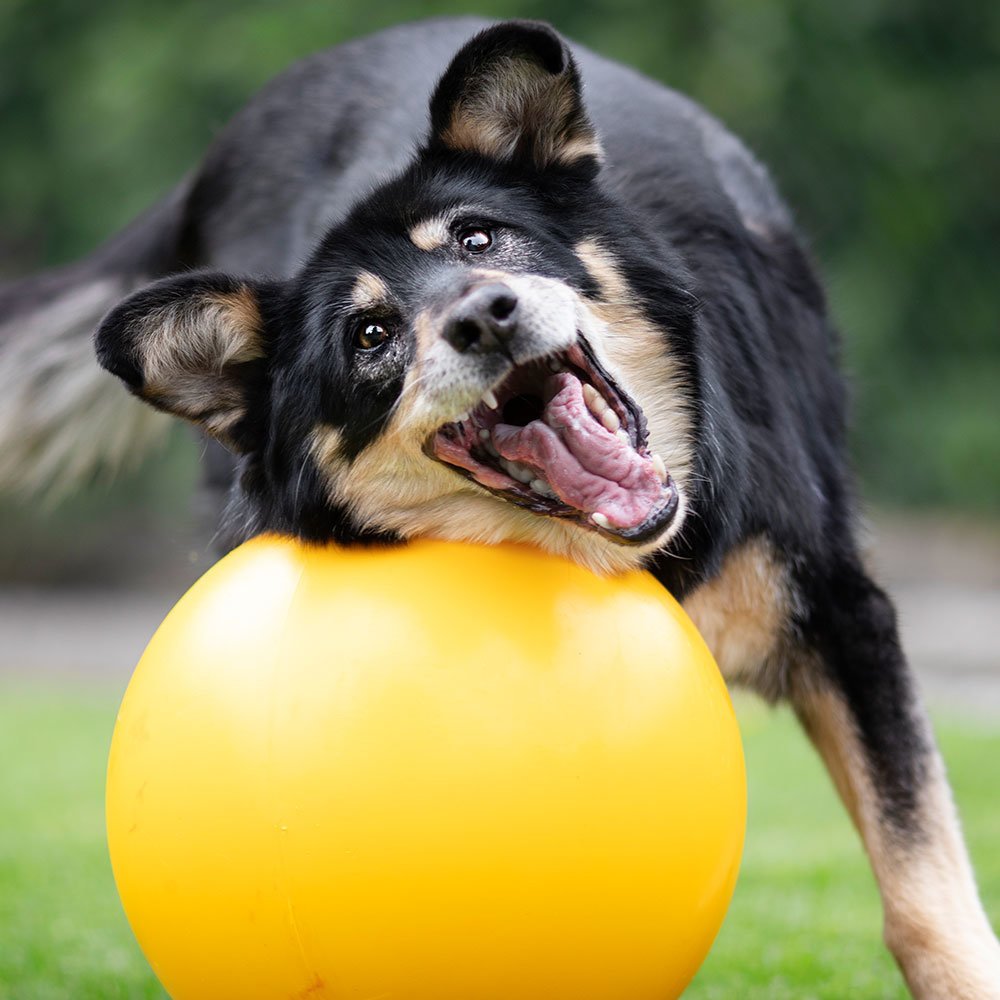 Kerbl Hundespielball Treibball Bild 2