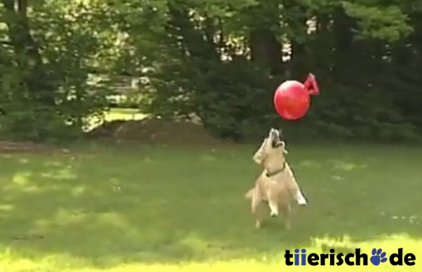 Hundeball für große Hunde Bild 3