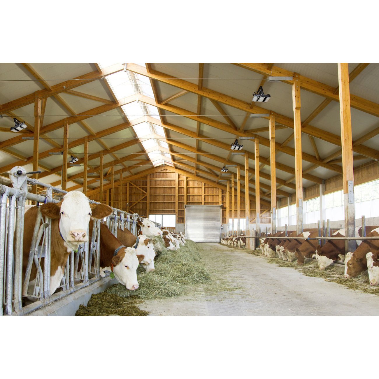 Stallbeleuchtung Reithallen Beleuchtung MultiLED Pro Bild 9