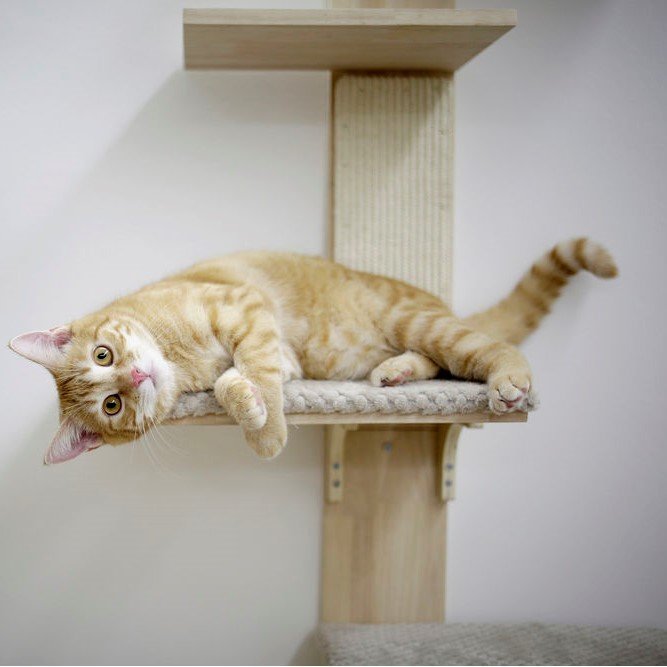 Timber Kratzbaum für die Wand von Kerbl günstig bestellen tiierisch.de