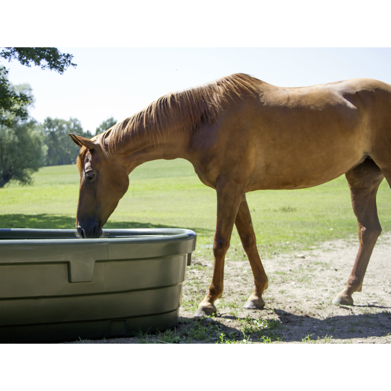 Kerbl Weidetränke für Pferde Bild 9