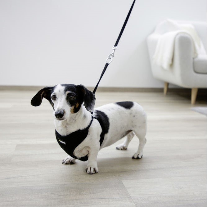 Welpengeschirr mit Leine Bild 2