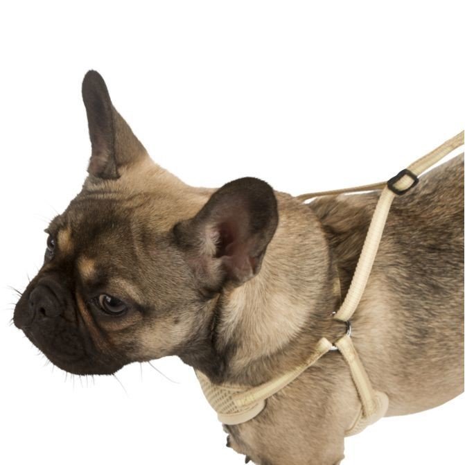 Welpengeschirr mit Leine Bild 4