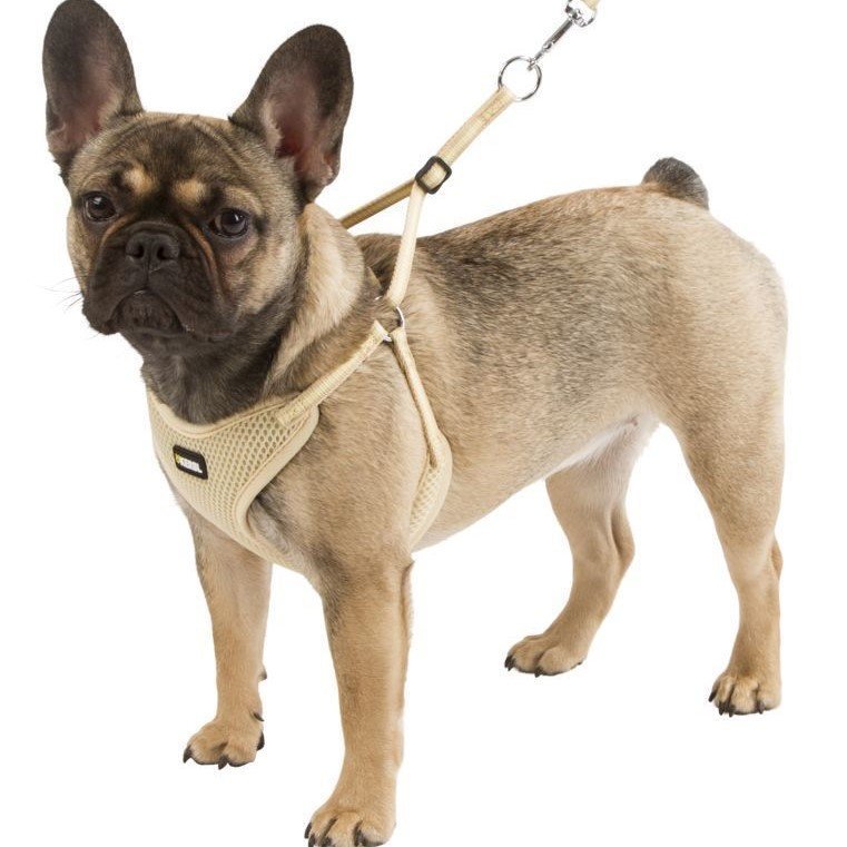 Welpengeschirr mit Leine Bild 5