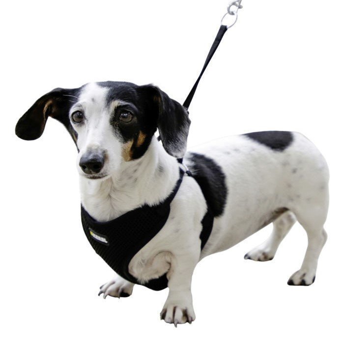 Welpengeschirr mit Leine Bild 6