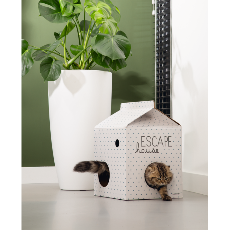 Kitten Kartonspielzeug Bild 2