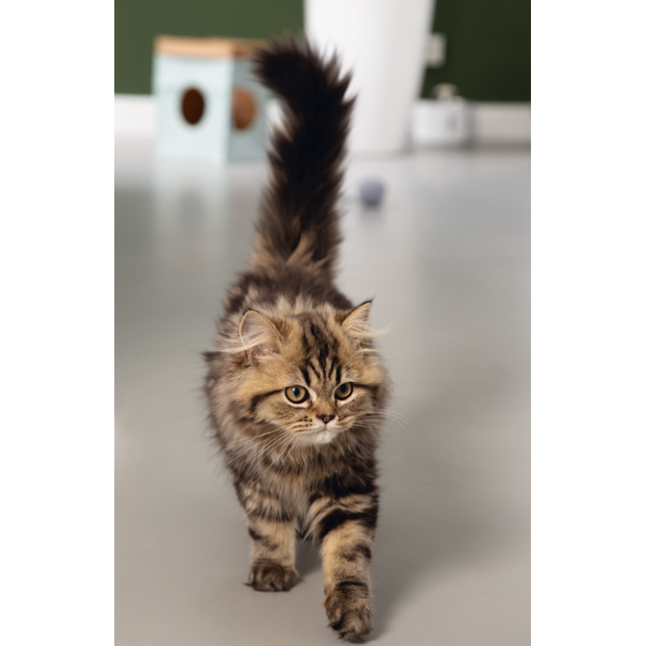 Kitten Kartonspielzeug Bild 8