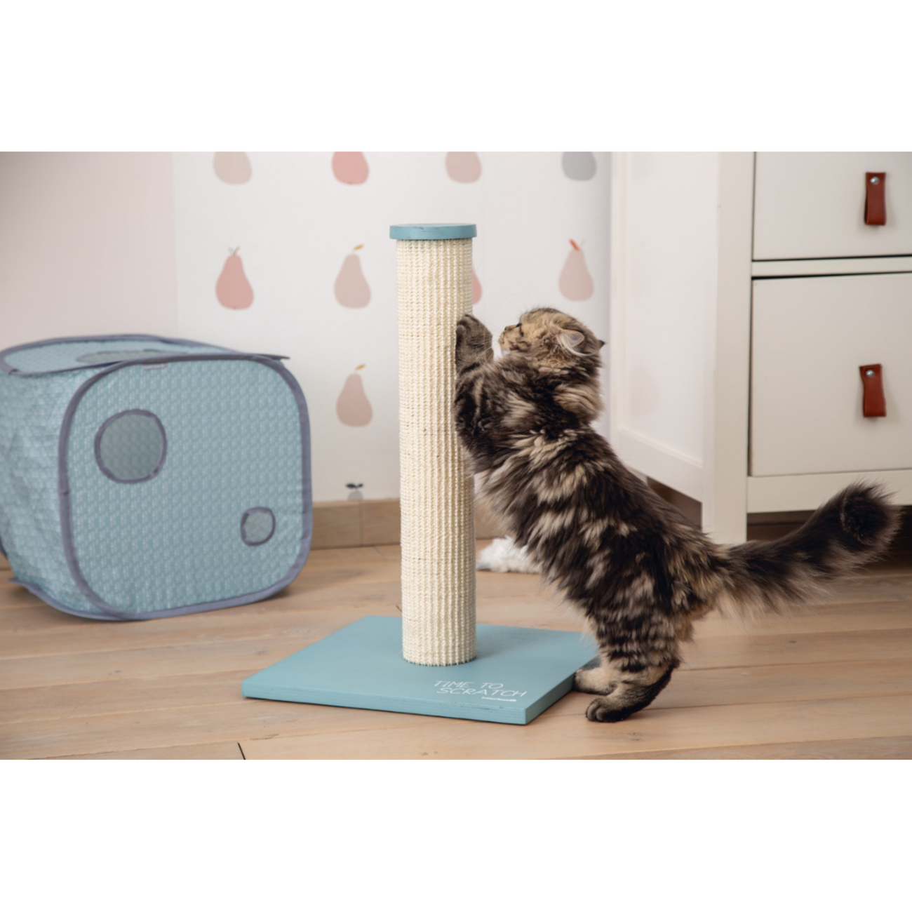 Kitten Katzenhaus Kubiko Bild 4