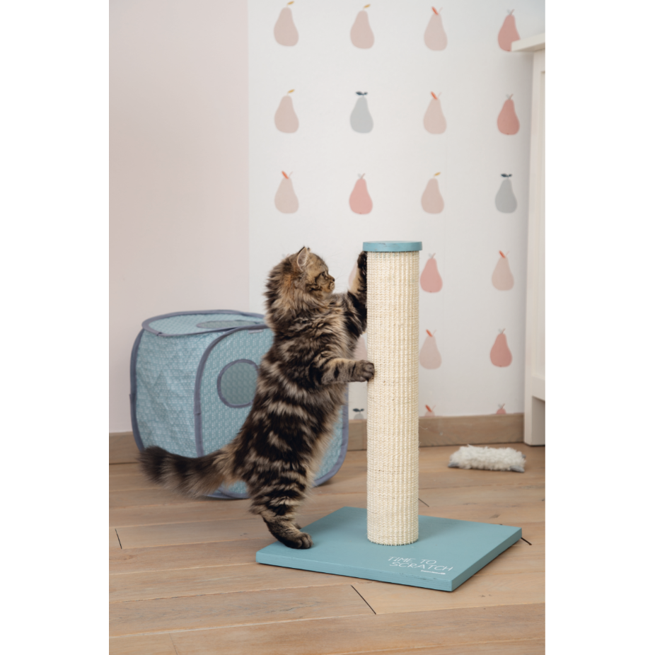 Kitten Katzenhaus Kubiko Bild 2