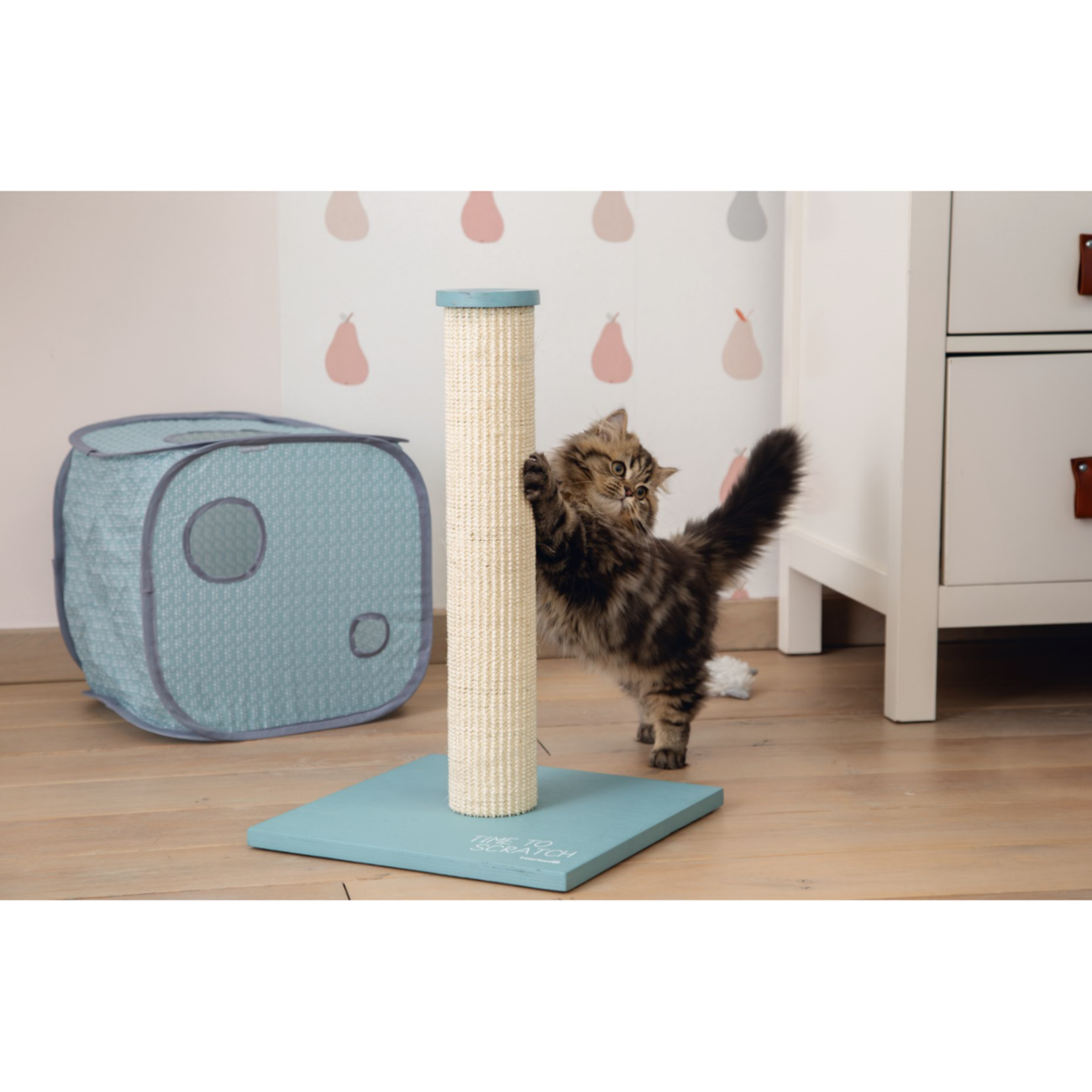 Kitten Katzenhaus Kubiko Bild 5