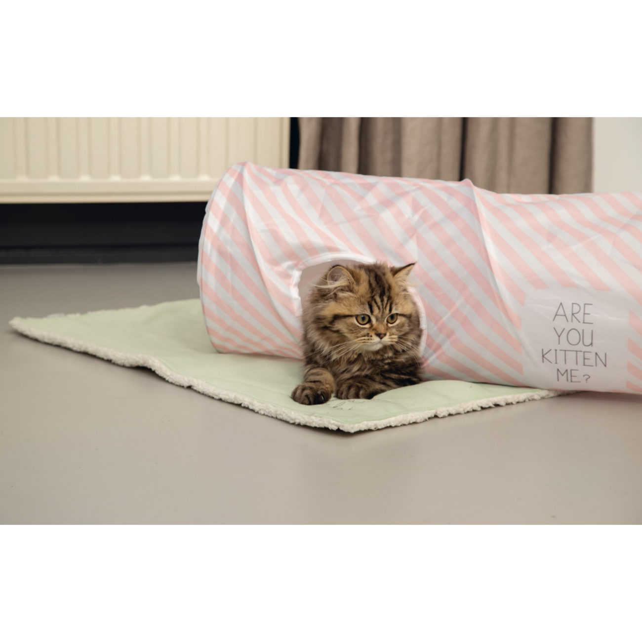 Kitten Katzentunnel Nini Bild 3