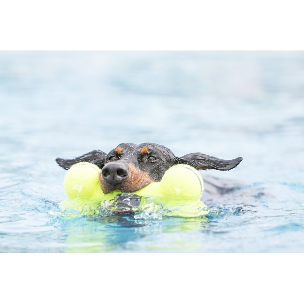 KONG AirDog Knochen Bild 2