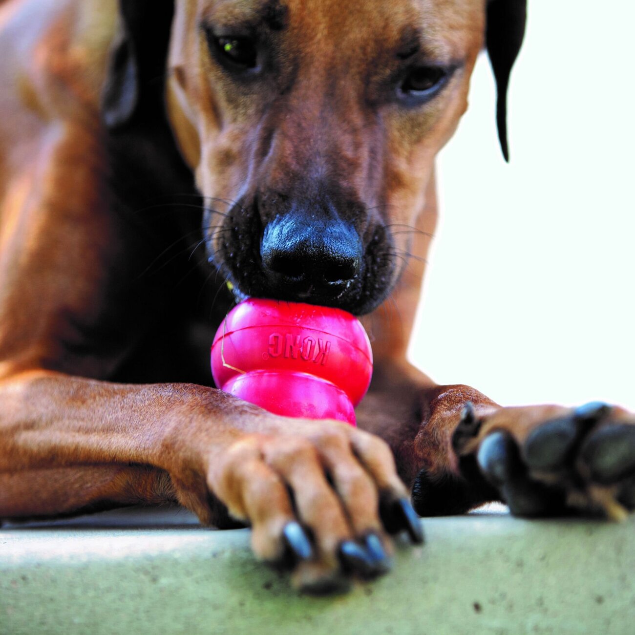 Classic rot Hundespielzeug Bild 3