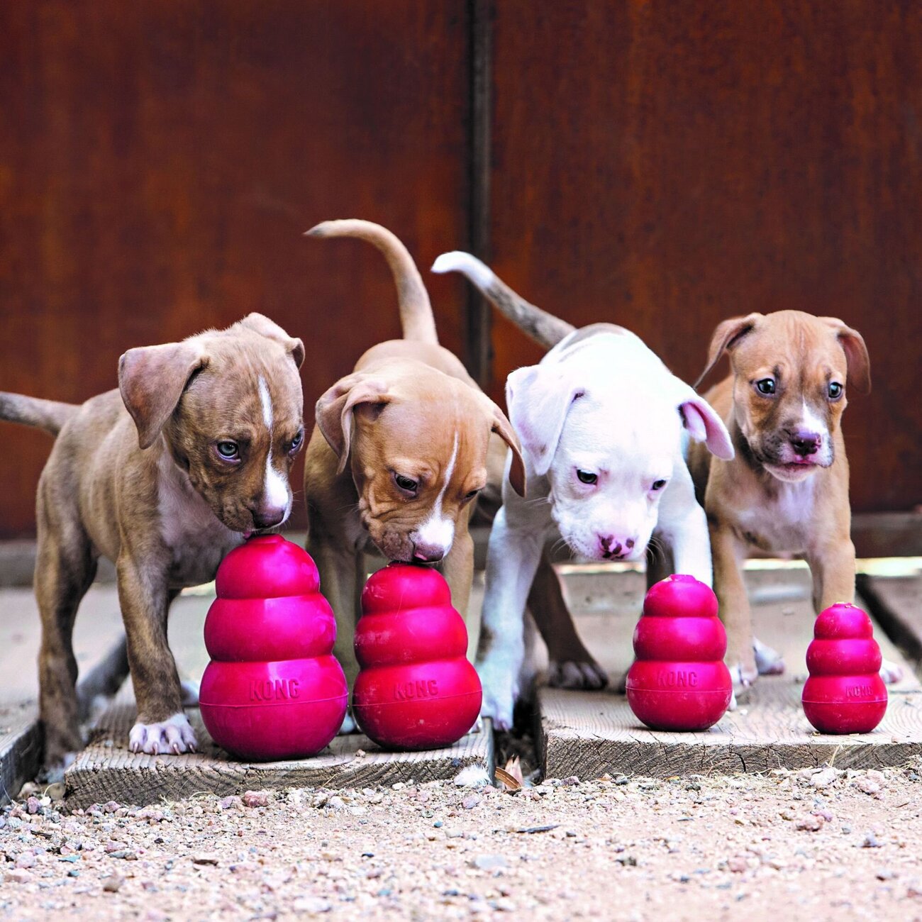 Classic rot Hundespielzeug Bild 2