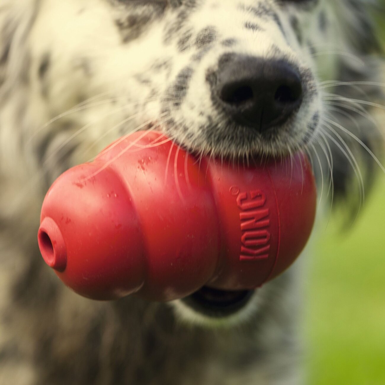 Classic rot Hundespielzeug Bild 7