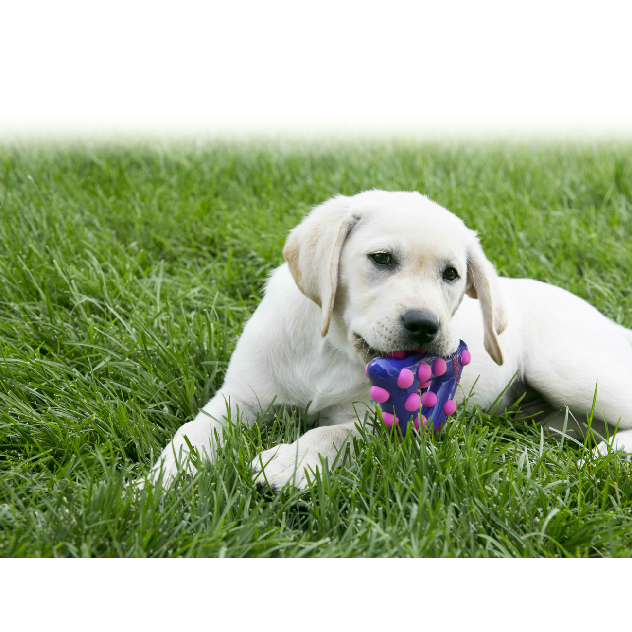 KONG Dotz Hundespielzeug Bild 6