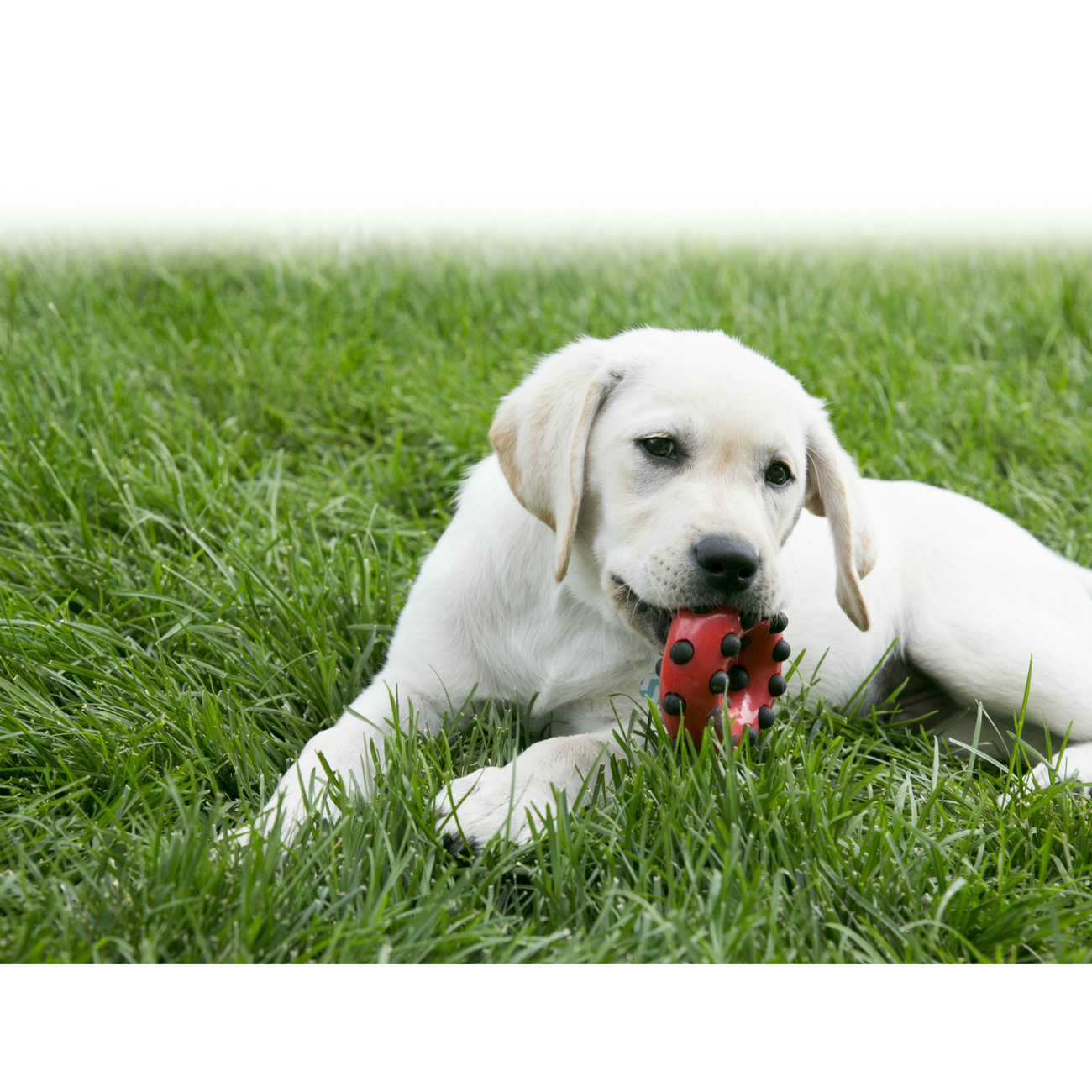 KONG Dotz Hundespielzeug Bild 2