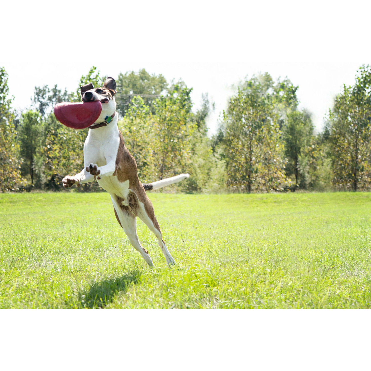 Flyer Hunde Frisbee Bild 5