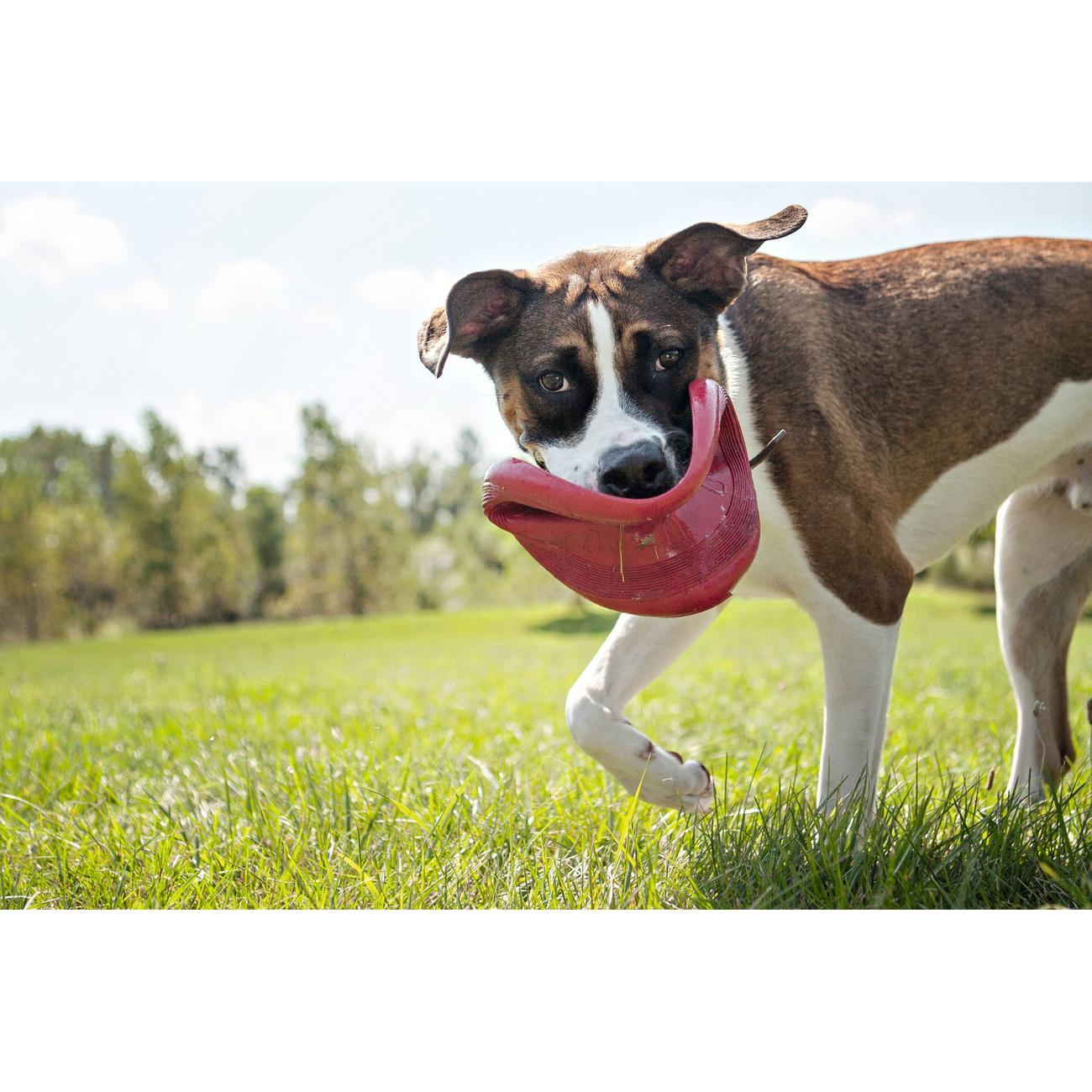 Flyer Hunde Frisbee Bild 2