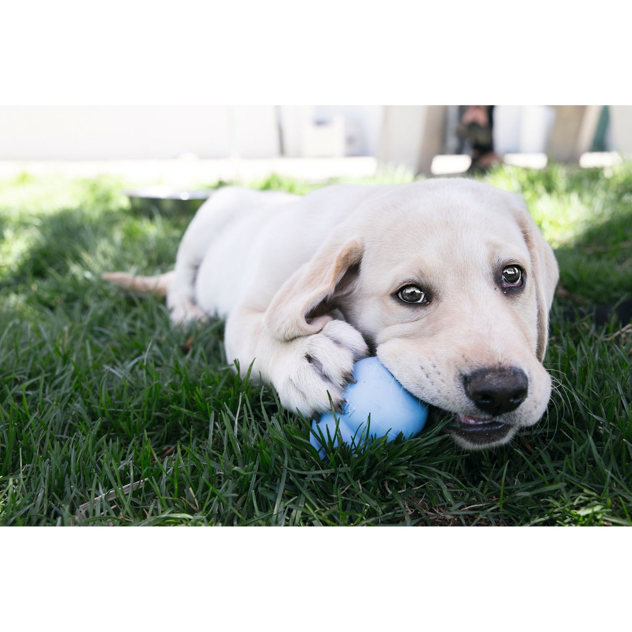 KONG Snacks Hundesnacks Hundekekse Bild 3