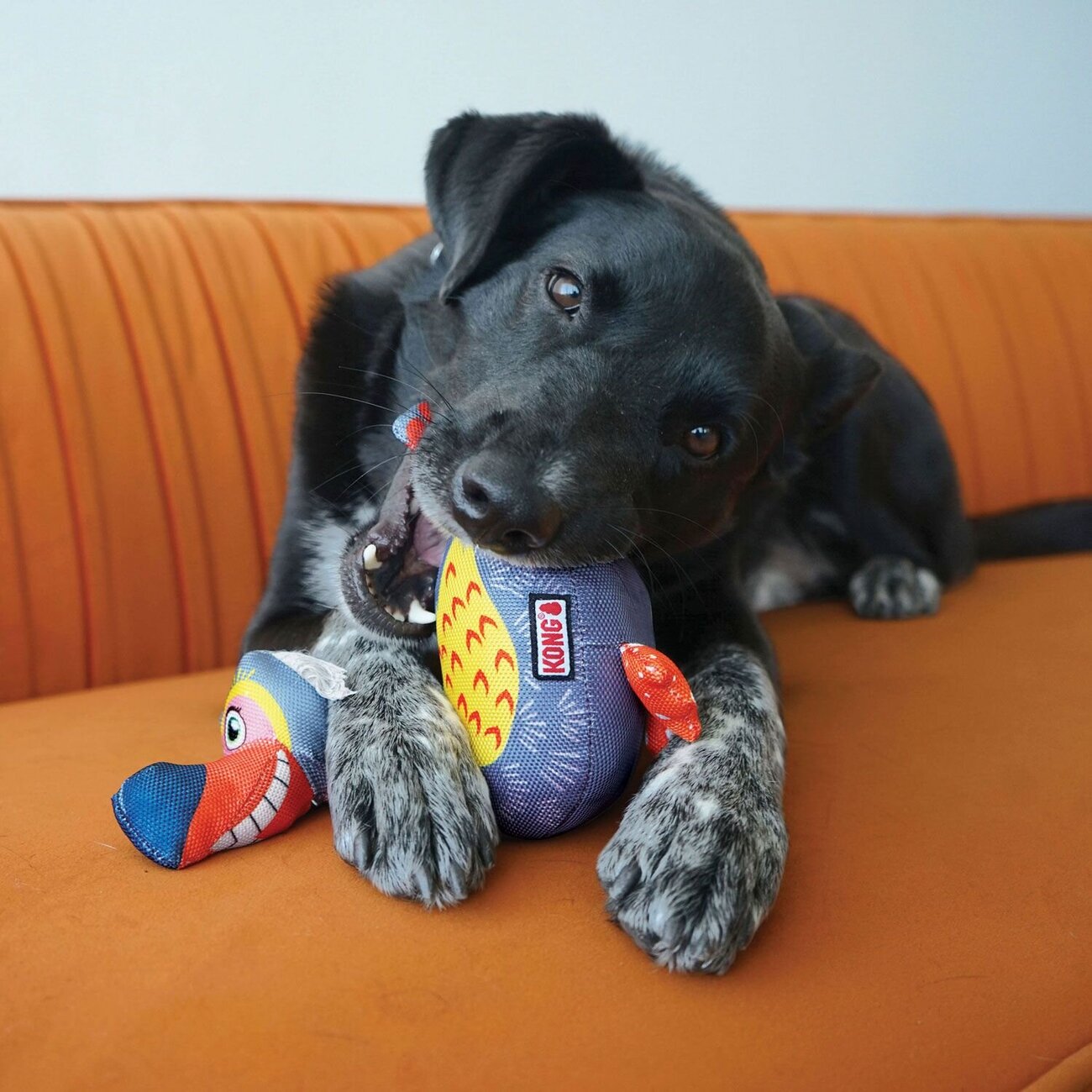 Hundespielzeug Ballistic Vibez Birds Bild 2