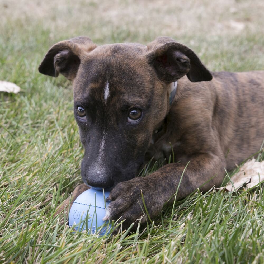 Puppy Ball Welpenspielzeug Bild 2