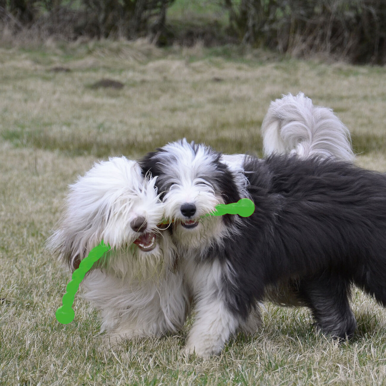 Safestix Original Apportierstock Bild 2