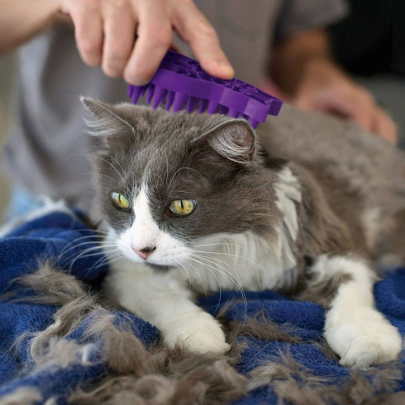 KONG Zoom Groom für Katzen Bild 2