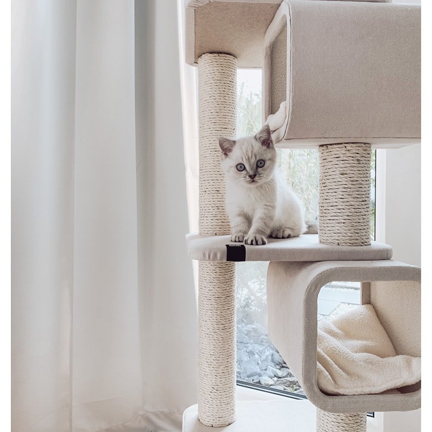 Kratzbaum Akita Bild 2