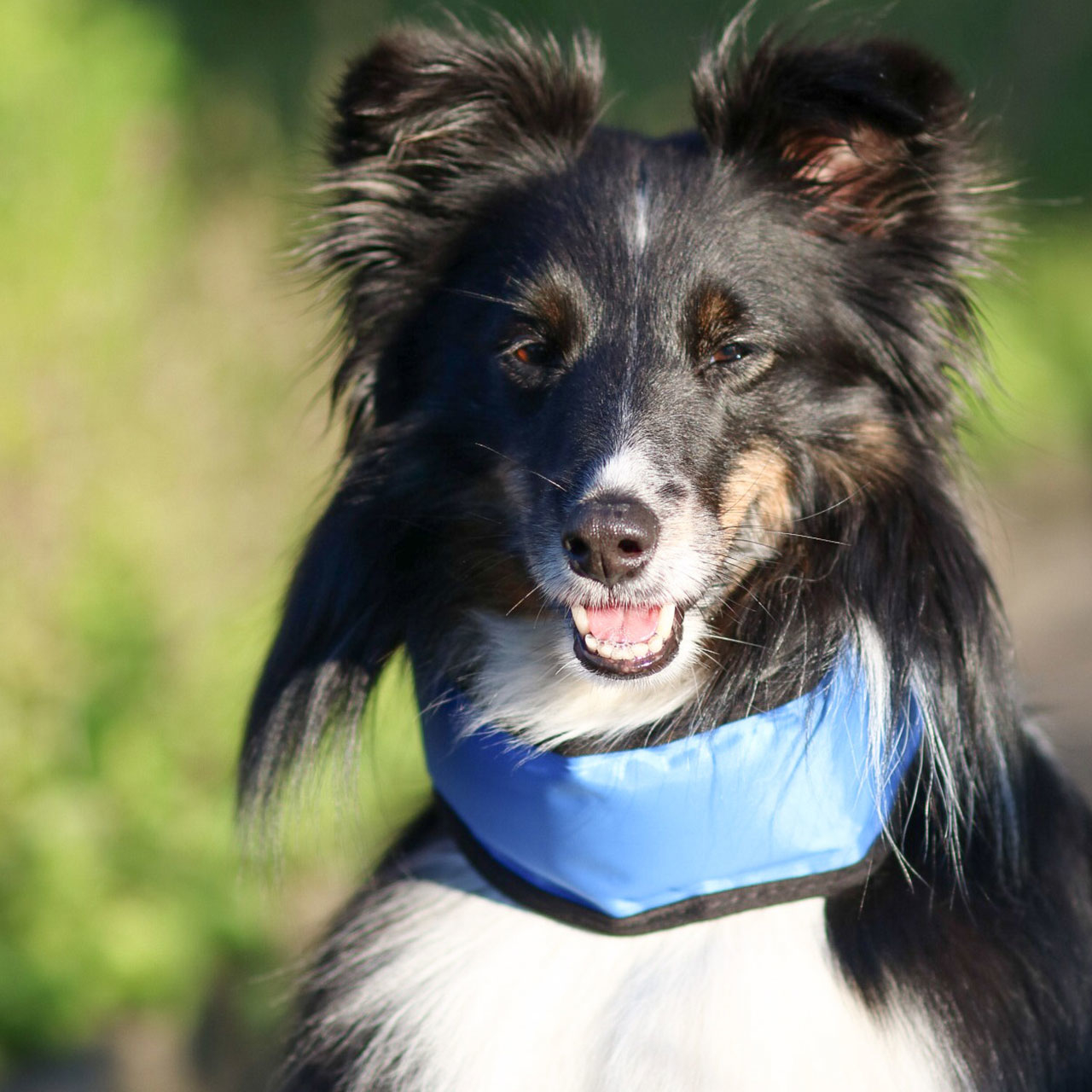 Kühlhalsband für Hunde Bandana Fresk Bild 2