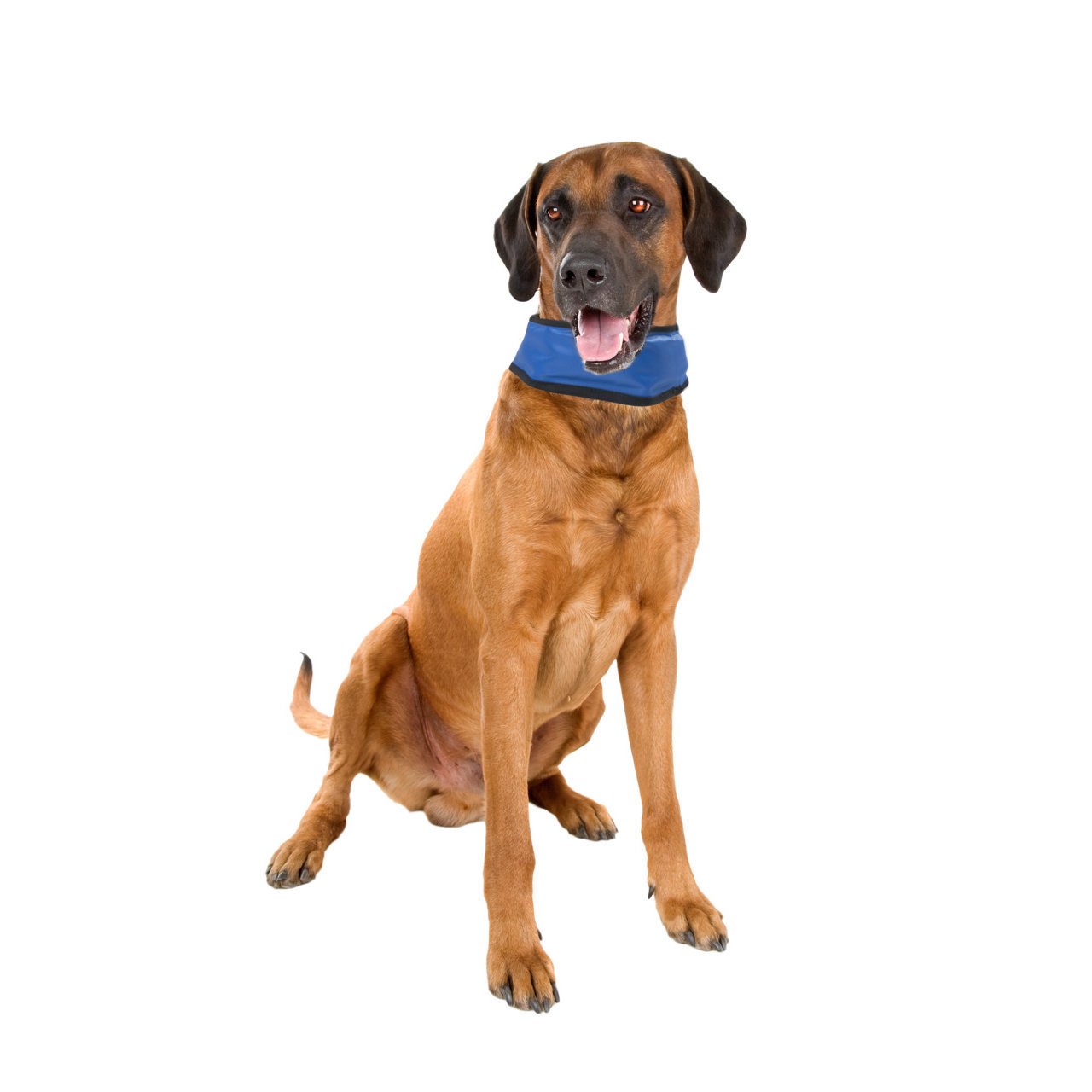 Kühlhalsband für Hunde Bandana Fresk Bild 5