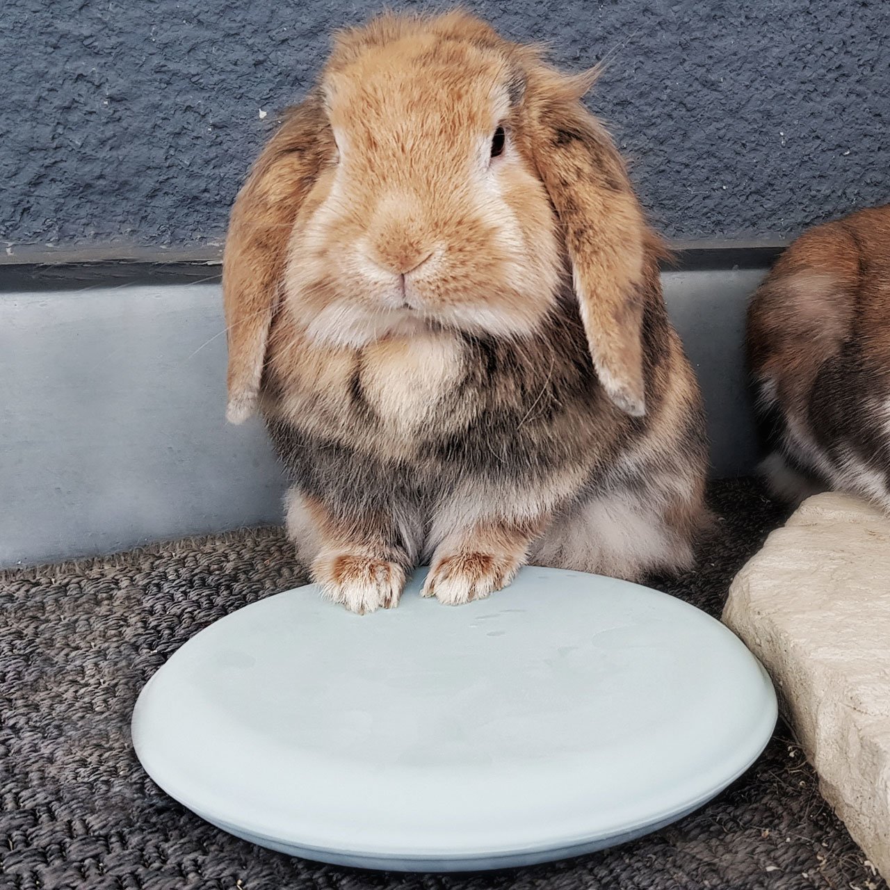 Kühlpad für Nager Bild 2