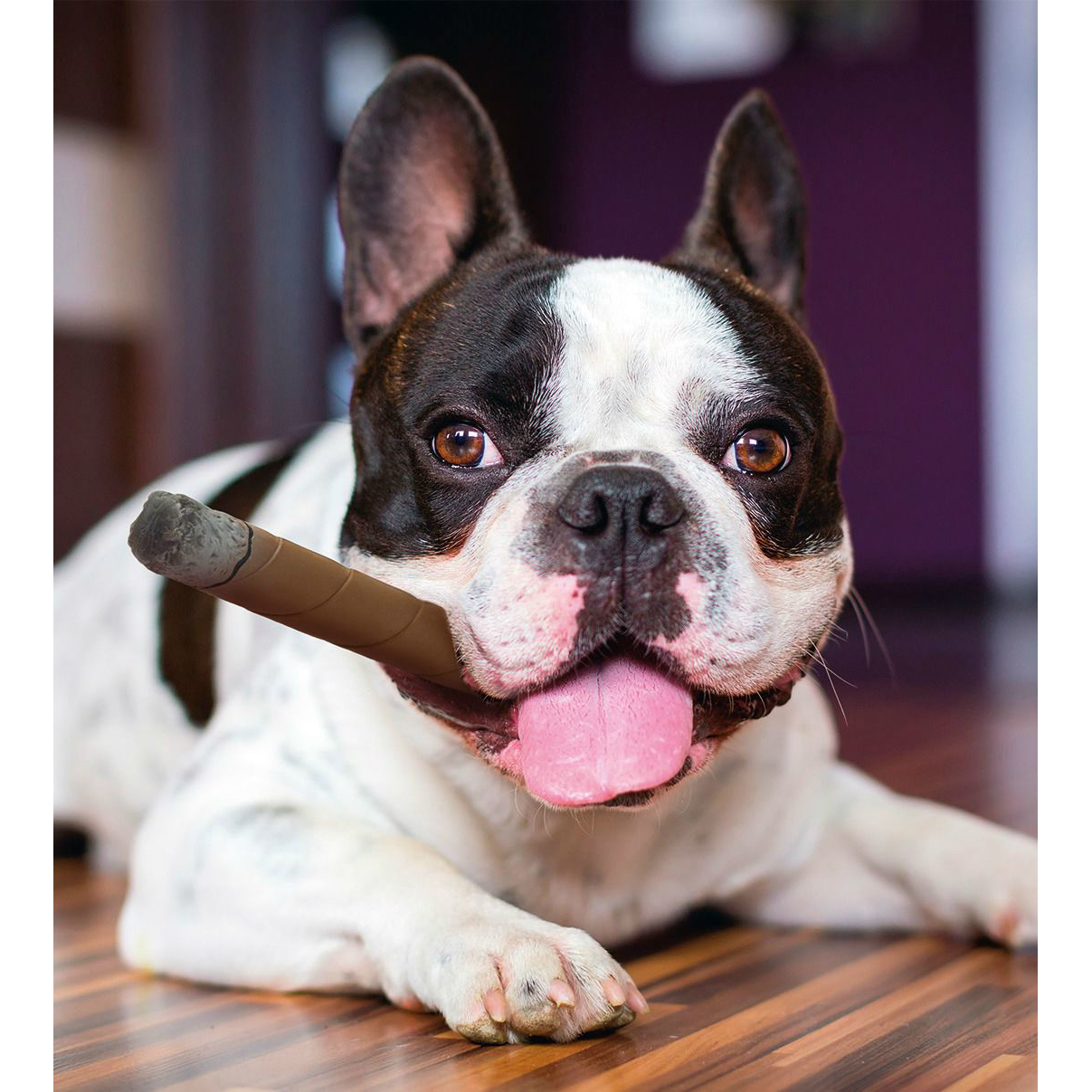 Latex Zigarre Hundespielzeug Bild 2