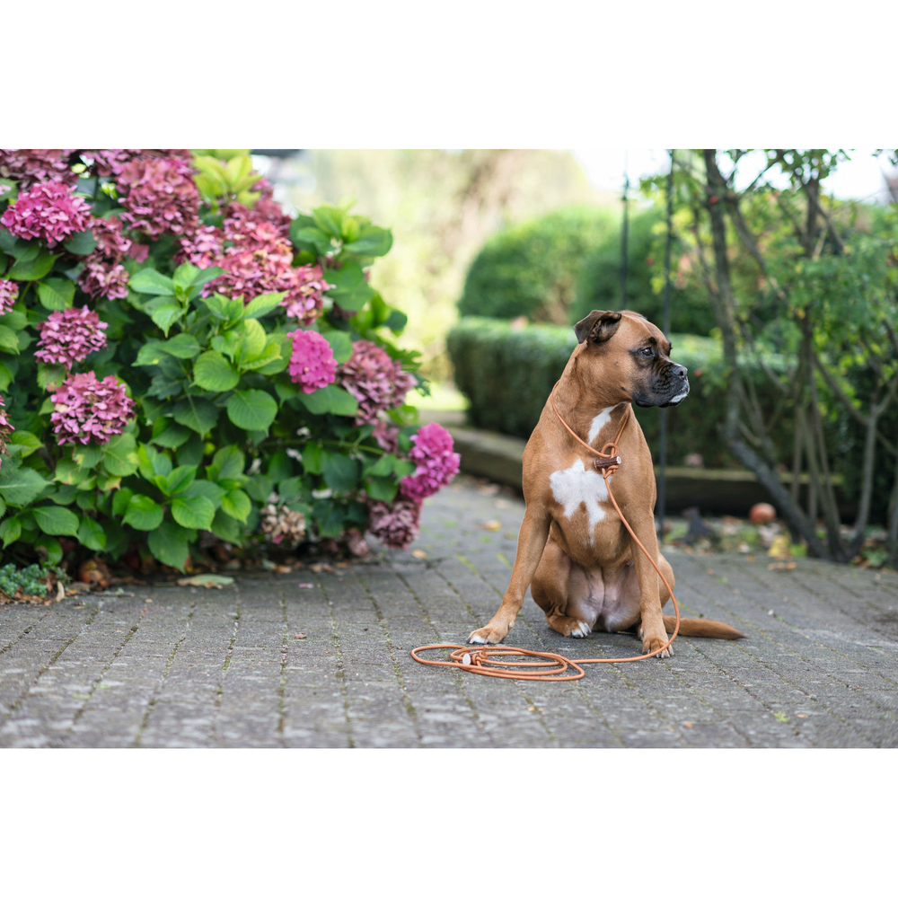 Hunter Lautlose Jagdleine Bild 3