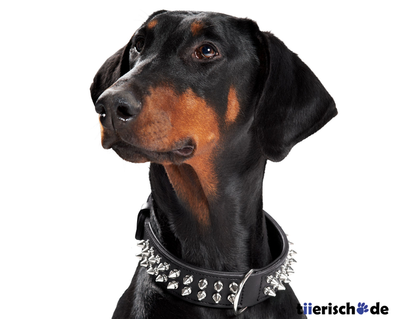 Leder Halsband Rambo Bild 3
