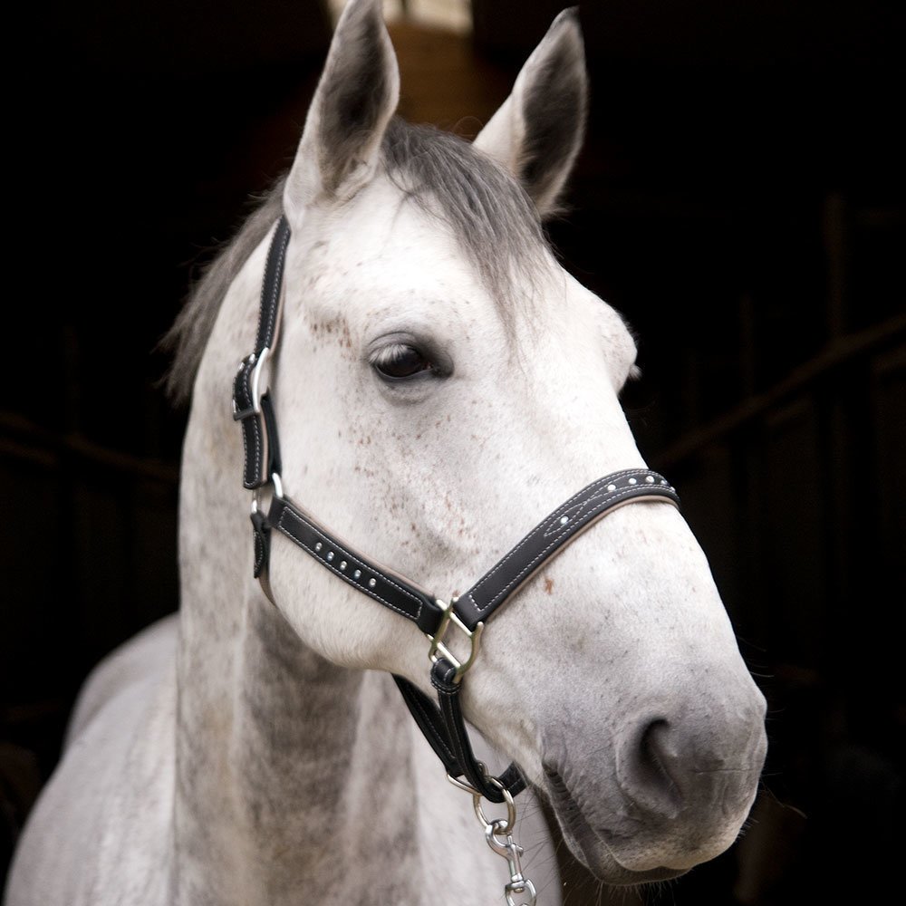 Sternfalbe Lederhalfter mit Strass Bild 12