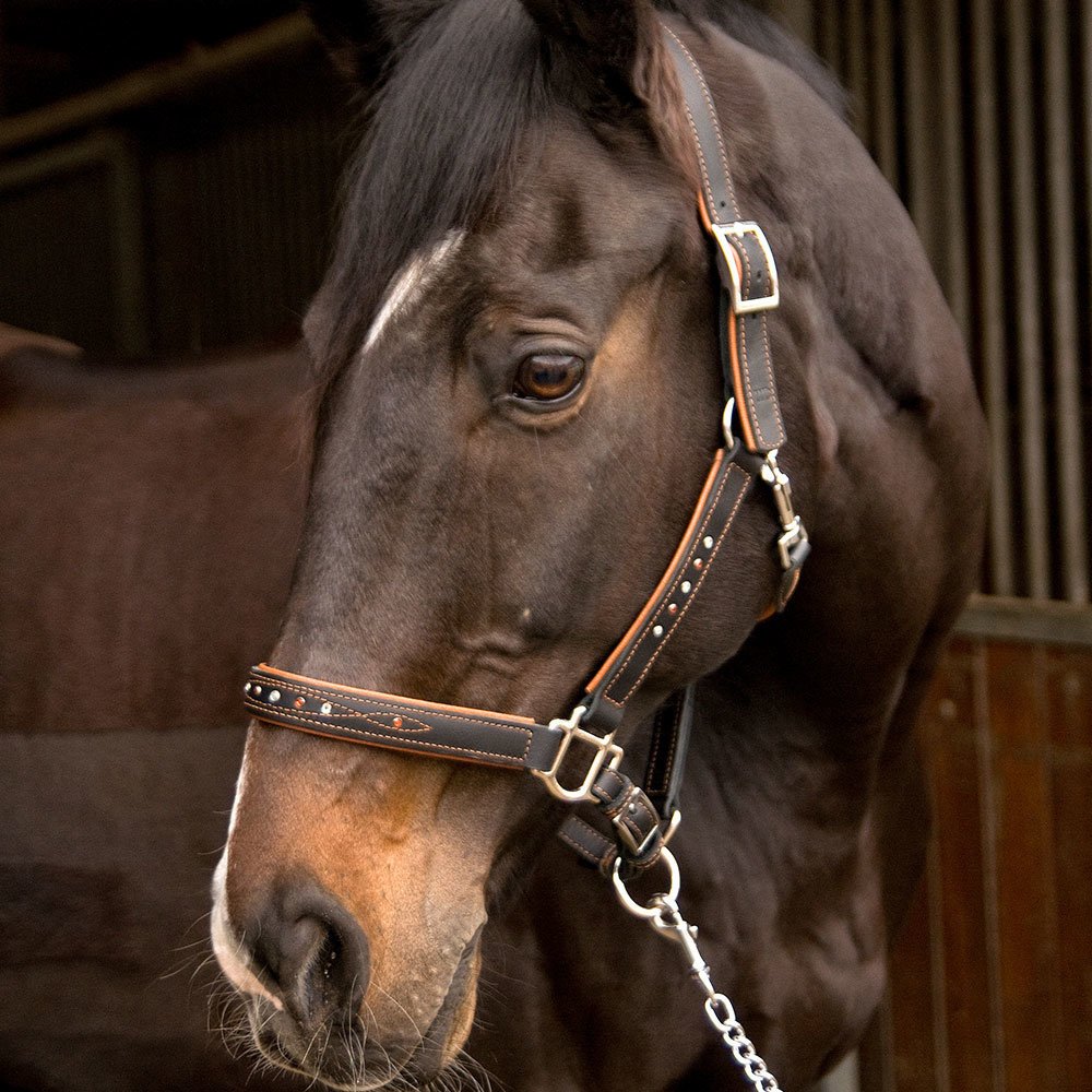 Sternfalbe Lederhalfter mit Strass Bild 6